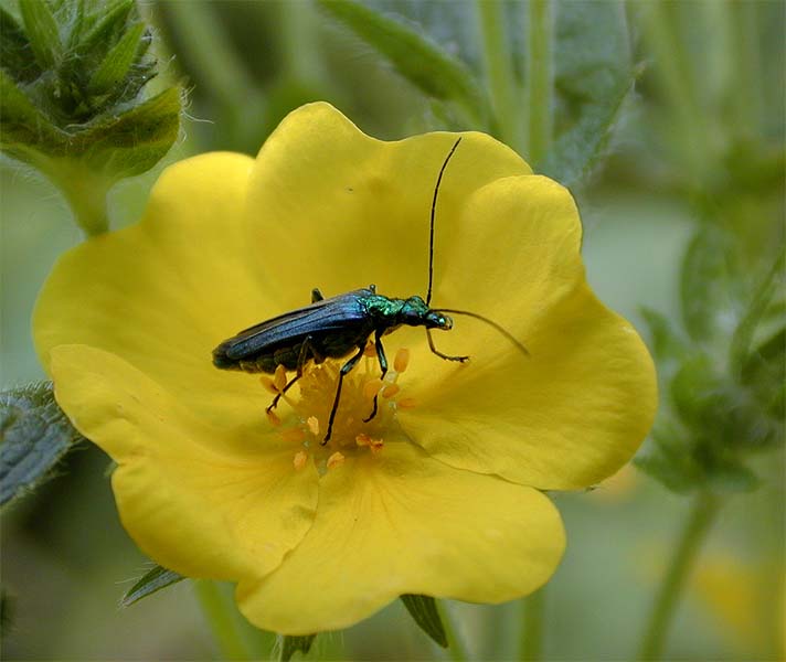 Fingerkraut (Potentilla)