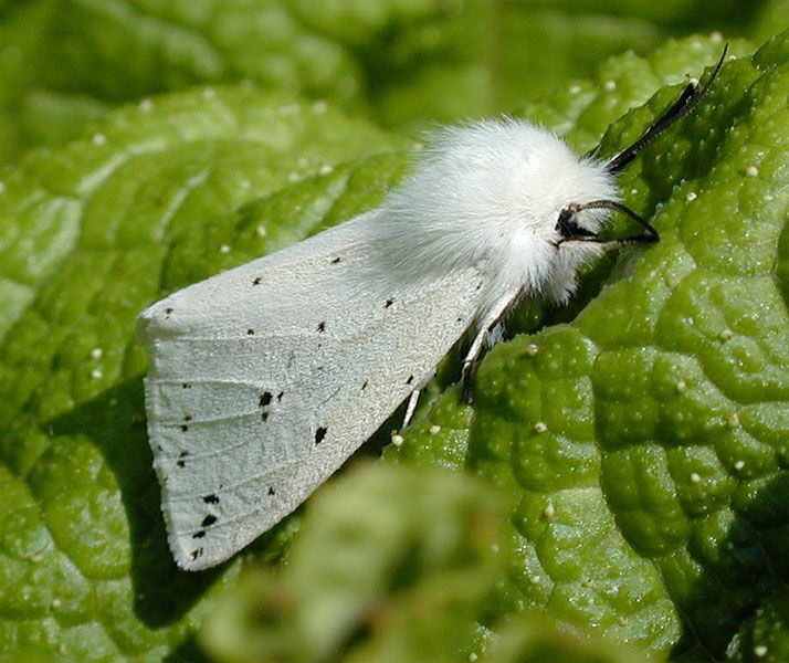 Schmetterling, Breitflügliger Fleckleibbär