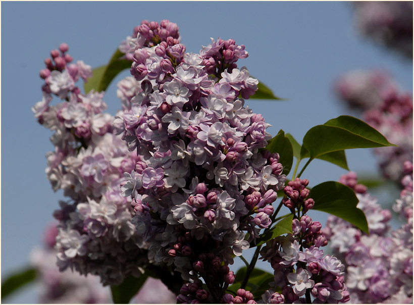 Flieder (Syringa)