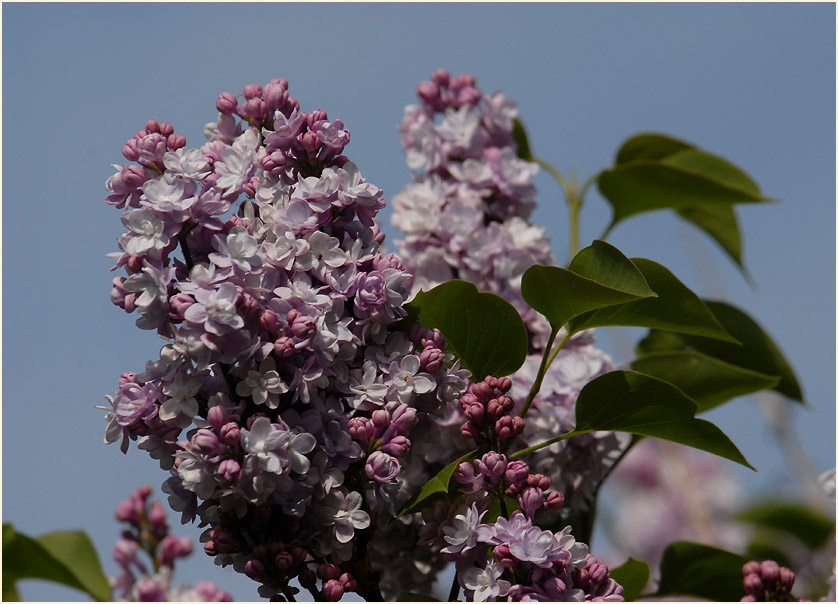 Flieder (Syringa)