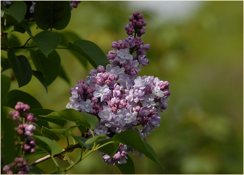 Flieder (Syringa)