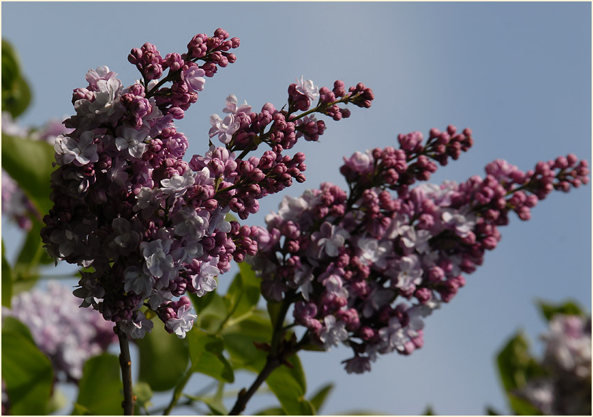 Flieder (Syringa)