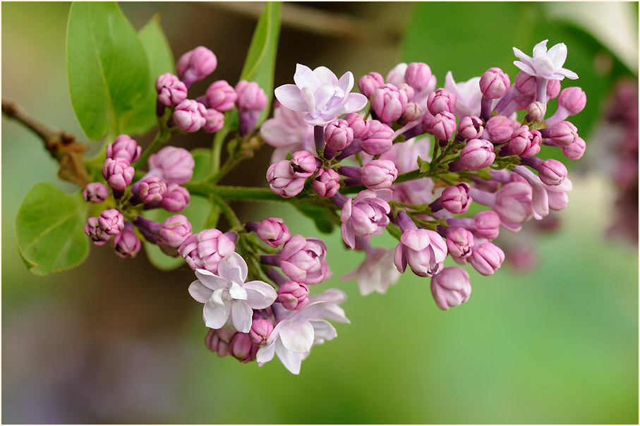 Flieder (Syringa)