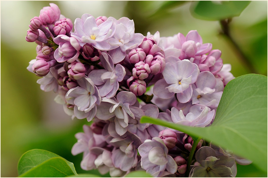 Flieder (Syringa)