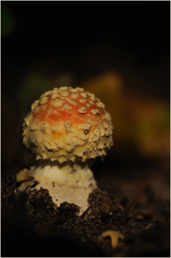 Fliegenpilz (Amanita muscaria)