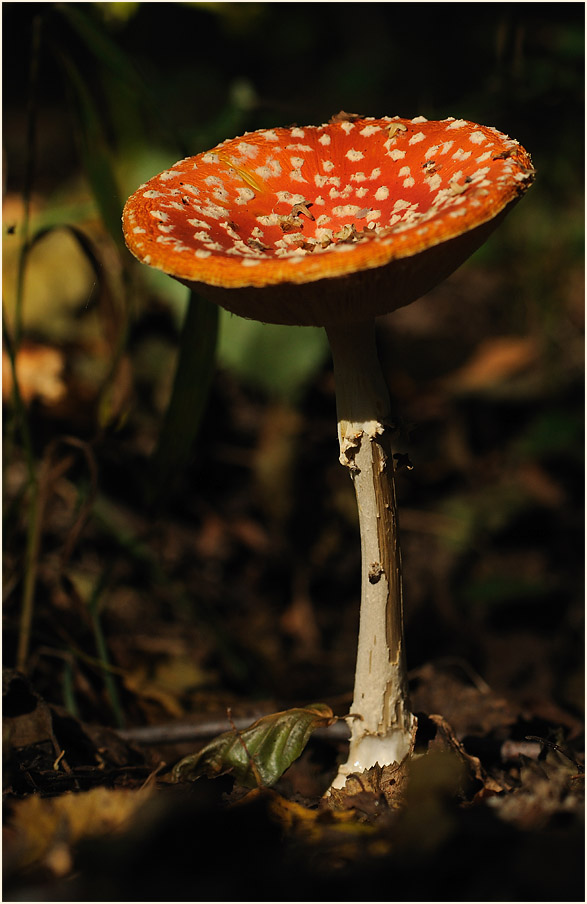 Fliegenpilz (Amanita muscaria)