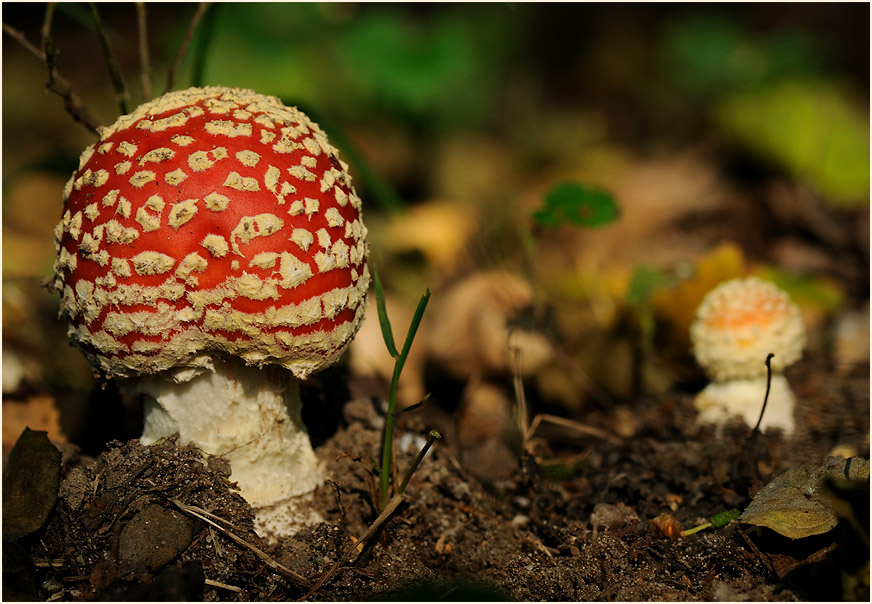 Fliegenpilz (Amanita muscaria)