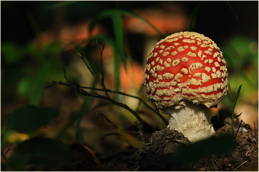 Fliegenpilz (Amanita muscaria)