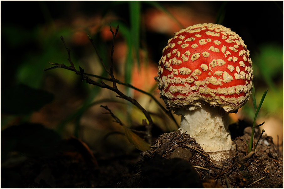 Fliegenpilz (Amanita muscaria)