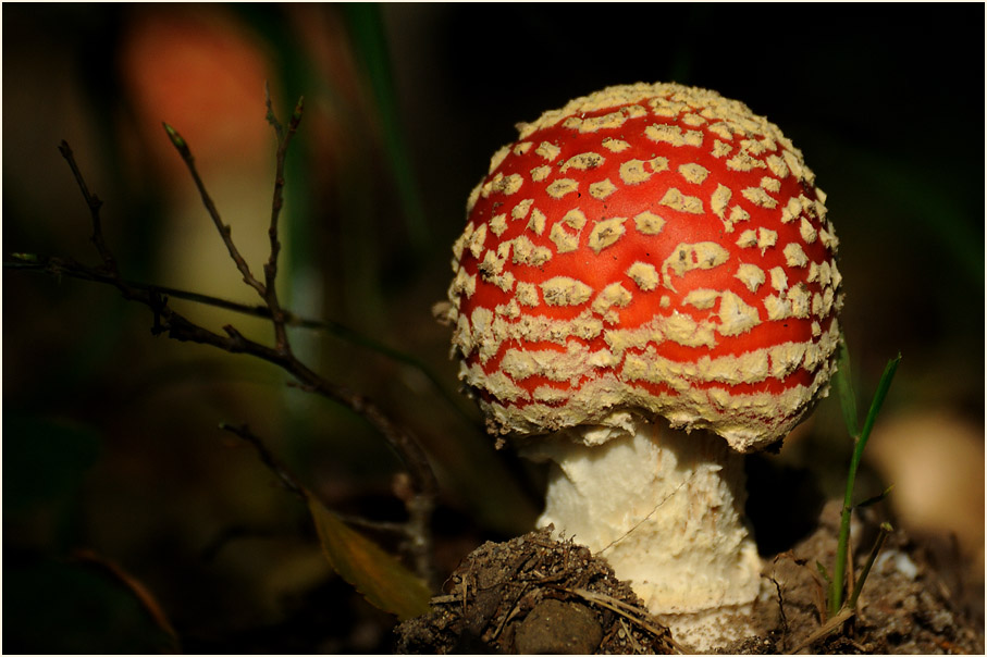 Fliegenpilz (Amanita muscaria)