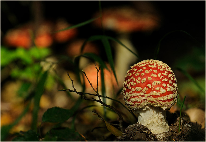 Fliegenpilz (Amanita muscaria)