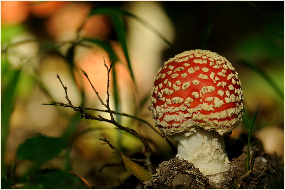 Fliegenpilz (Amanita muscaria)