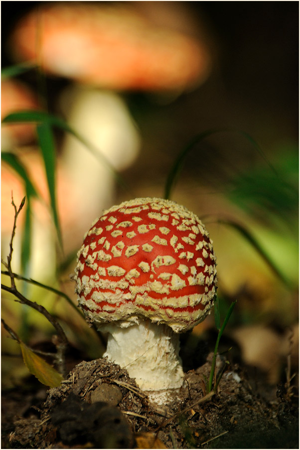 Fliegenpilz (Amanita muscaria)