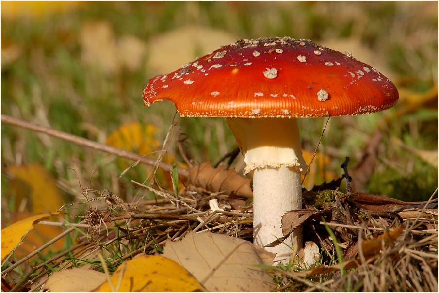 Fliegenpilz (Amanita muscaria)