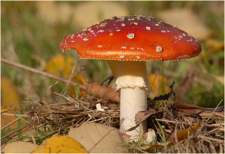 Fliegenpilz (Amanita muscaria)