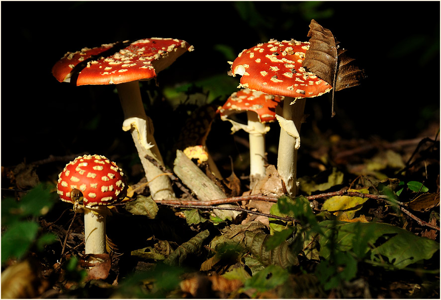 Fliegenpilz (Amanita muscaria)