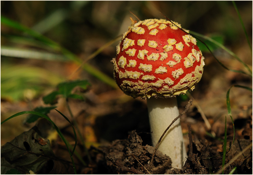 Fliegenpilz (Amanita muscaria)