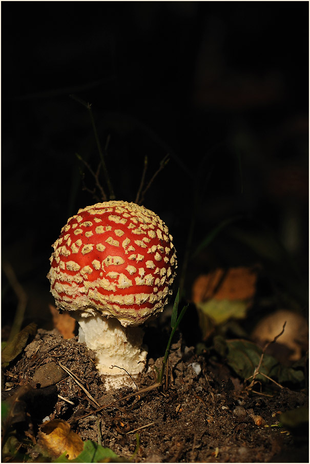 Fliegenpilz (Amanita muscaria)