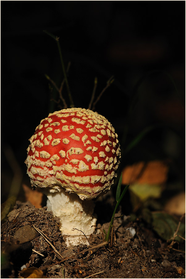 Fliegenpilz (Amanita muscaria)