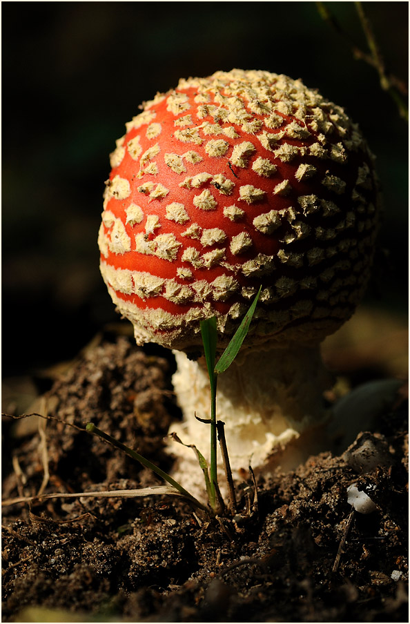 Fliegenpilz (Amanita muscaria)