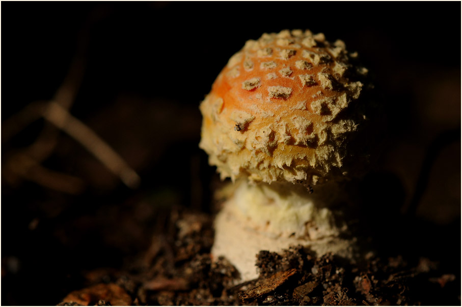 Fliegenpilz (Amanita muscaria)