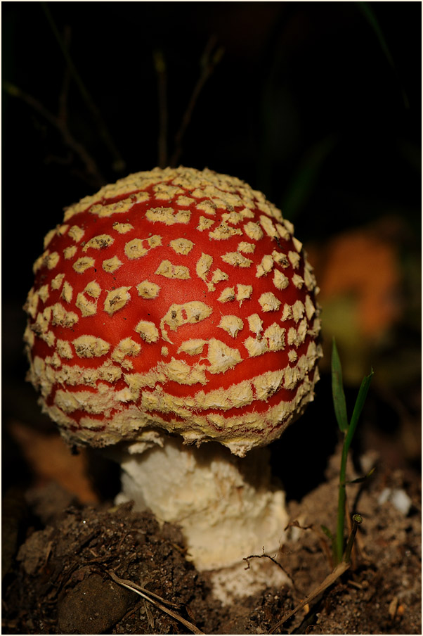 Fliegenpilz (Amanita muscaria)