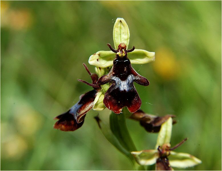 Fliegen-Ragwurz (Ophrys insectifera)