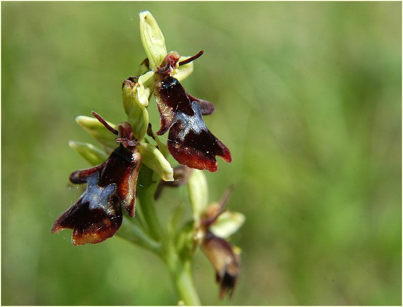 Fliegen-Ragwurz (Ophrys insectifera)