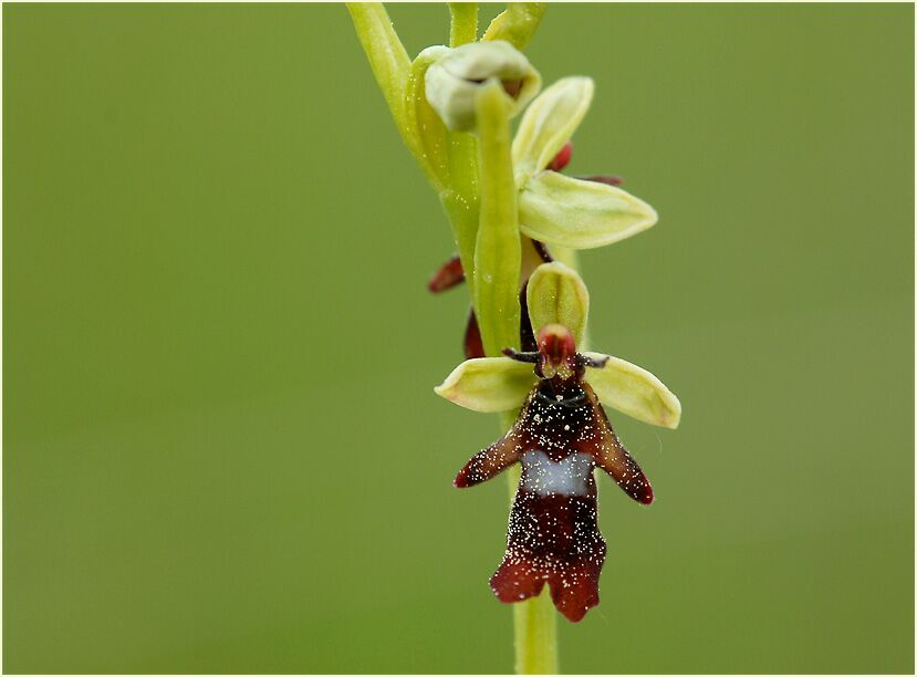 Fliegen-Ragwurz (Ophrys insectifera)