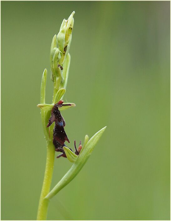 Fliegen-Ragwurz (Ophrys insectifera)