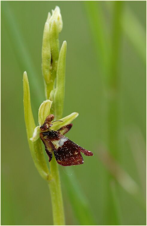 Fliegen-Ragwurz (Ophrys insectifera)