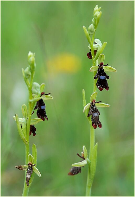 Fliegen-Ragwurz (Ophrys insectifera)