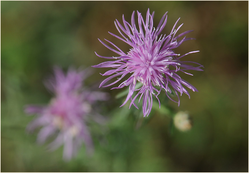 Rispen-Flockenblume (Centaurea stoebe)