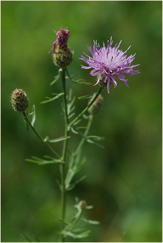 Rispen-Flockenblume (Centaurea stoebe)