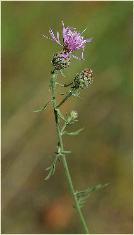 Rispen-Flockenblume (Centaurea stoebe)