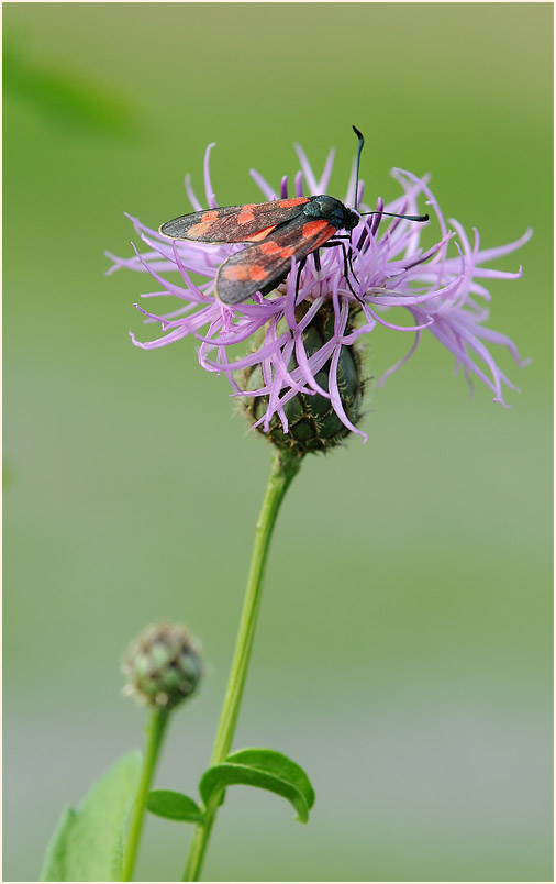 Flockenblume (Centaurea)