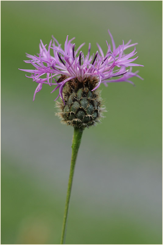 Flockenblume (Centaurea)