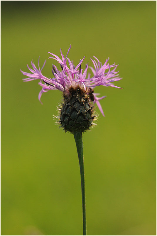 Flockenblume (Centaurea)