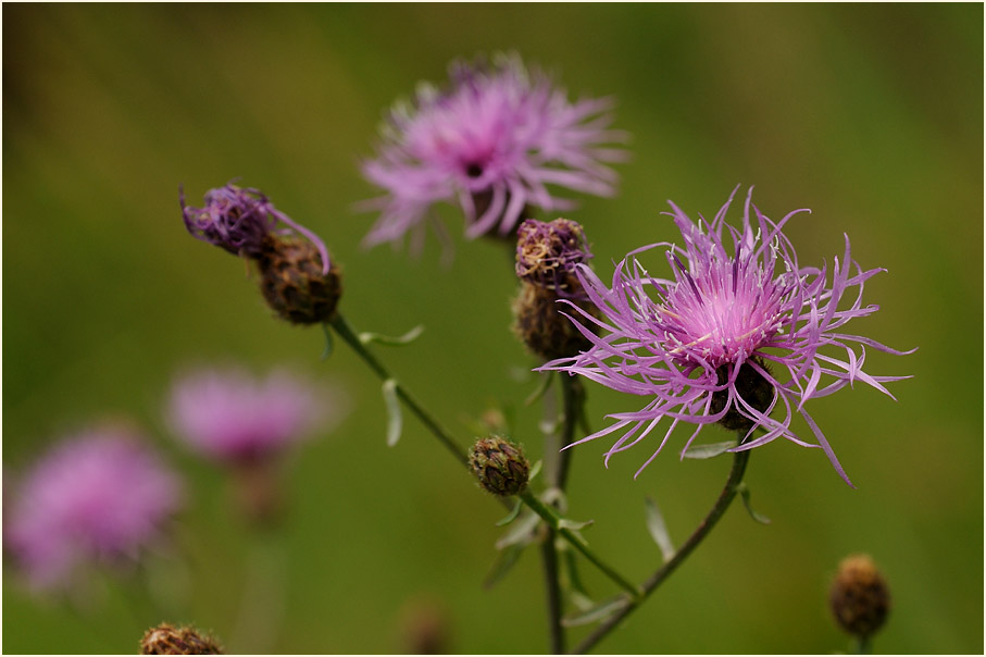 Rispen-Flockenblume (Centaurea stoebe)