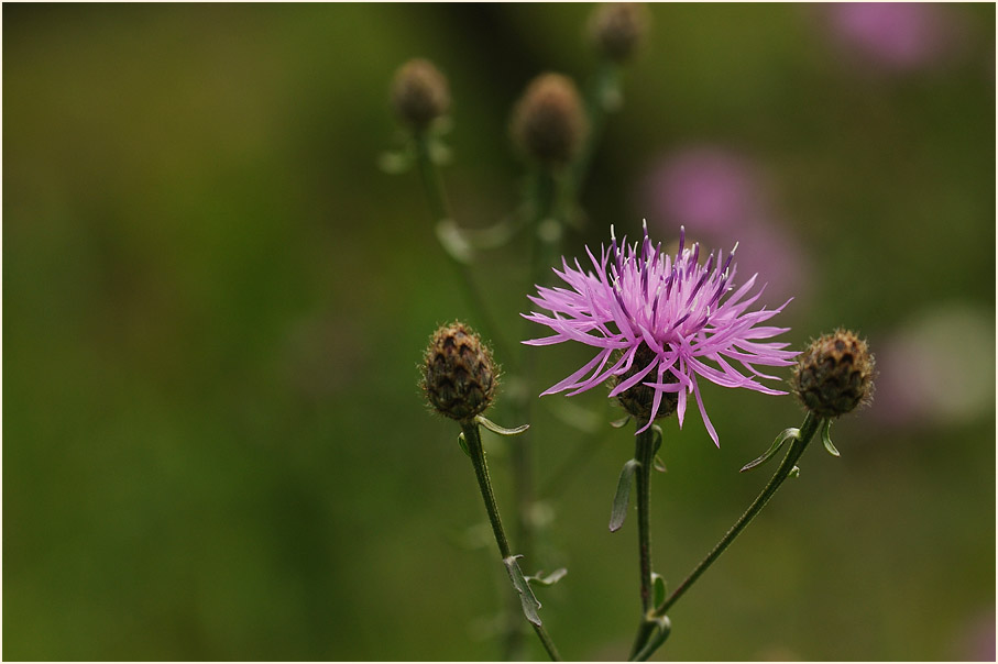 Rispen-Flockenblume (Centaurea stoebe)