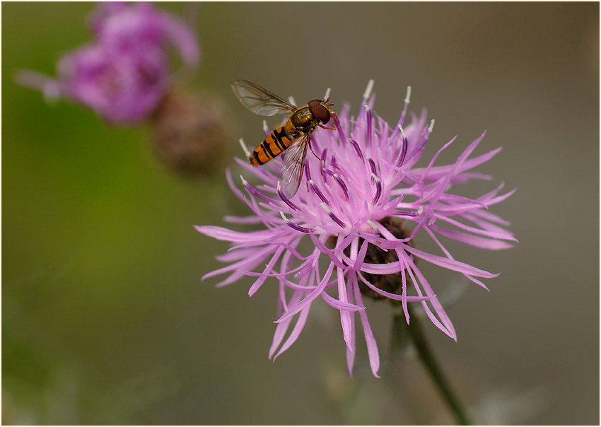 Rispen-Flockenblume (Centaurea stoebe)