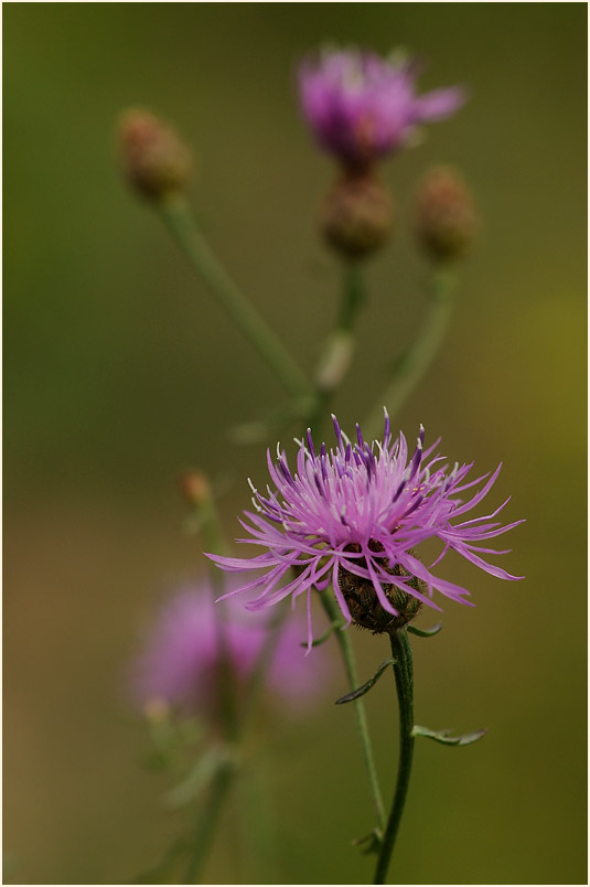 Rispen-Flockenblume (Centaurea stoebe)