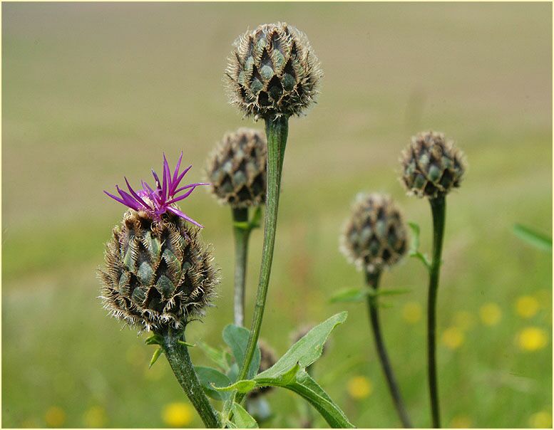 Flockenblume (Centaurea)