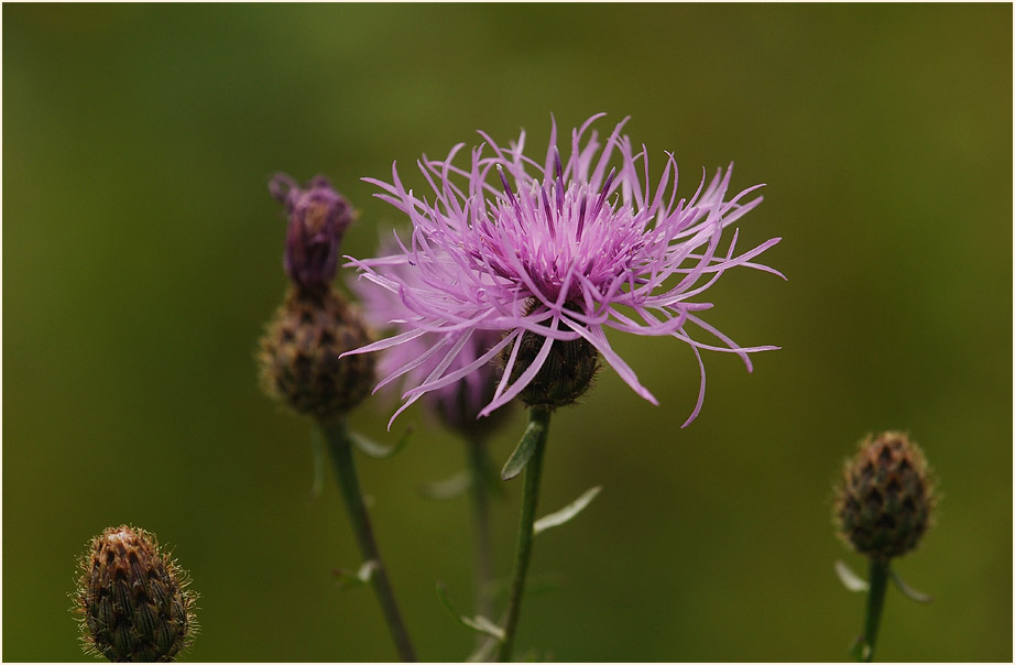 Rispen-Flockenblume (Centaurea stoebe)