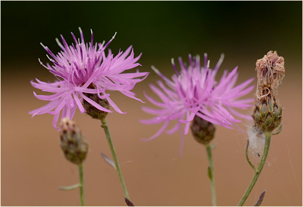 Rispen-Flockenblume (Centaurea stoebe)