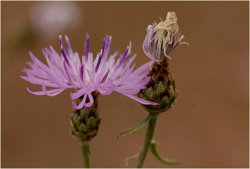Rispen-Flockenblume (Centaurea stoebe)