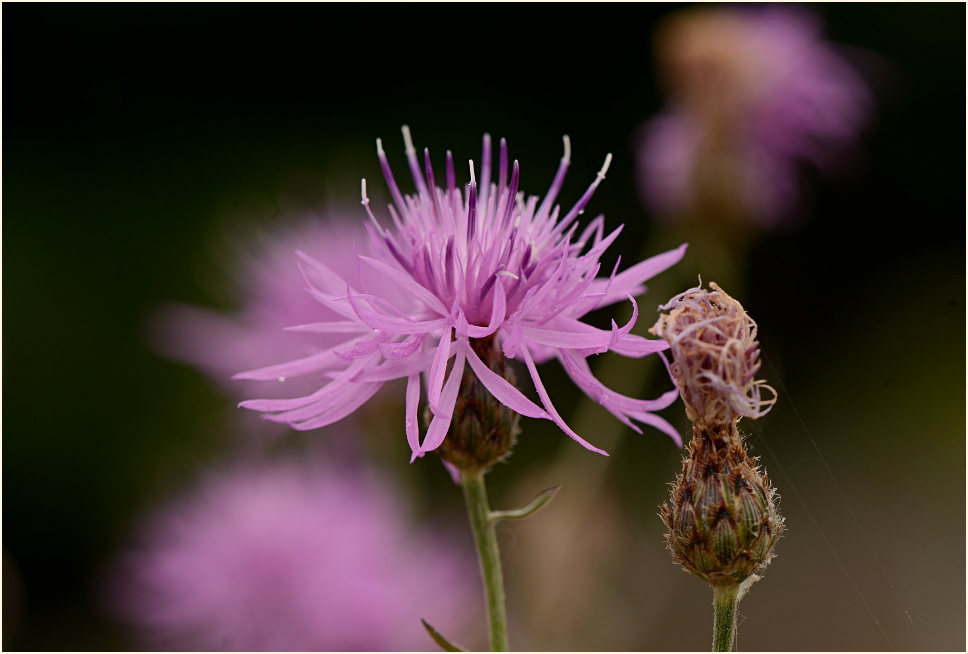 Rispen-Flockenblume (Centaurea stoebe)