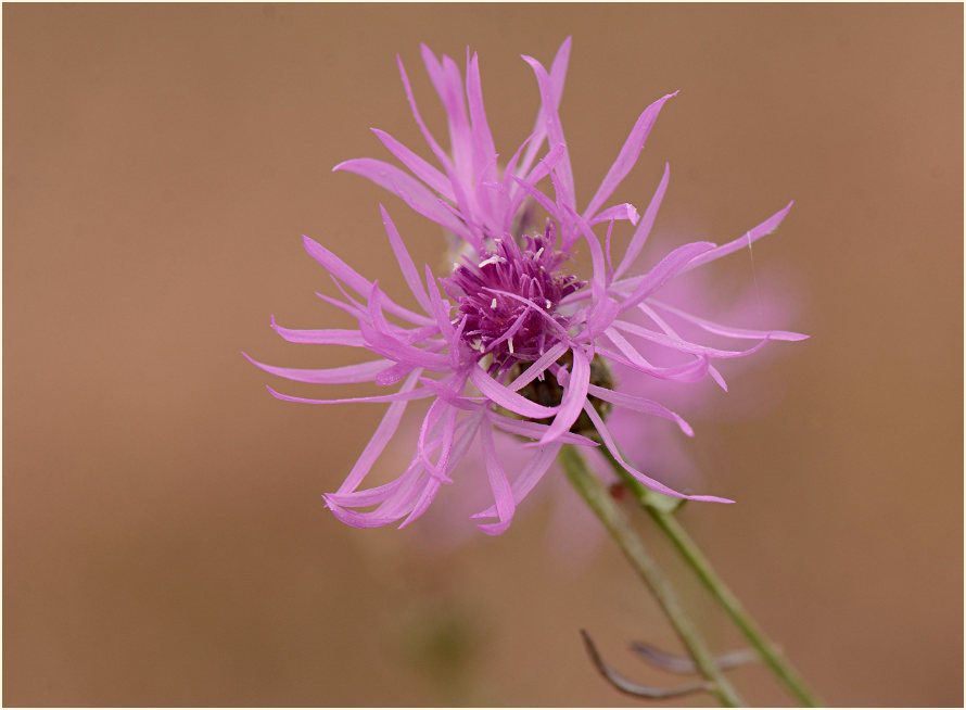 Rispen-Flockenblume (Centaurea stoebe)