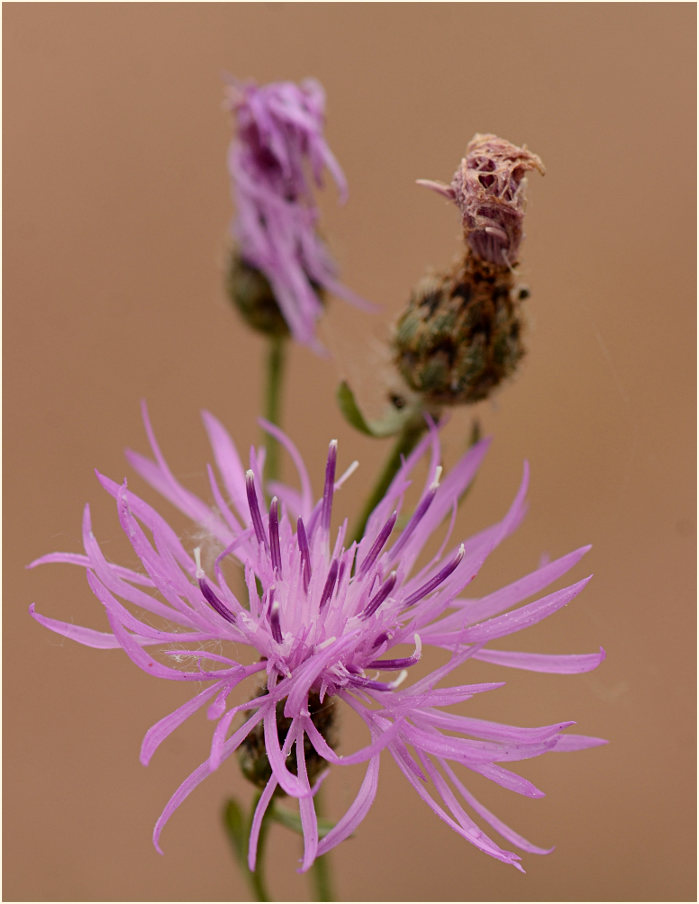 Rispen-Flockenblume (Centaurea stoebe)