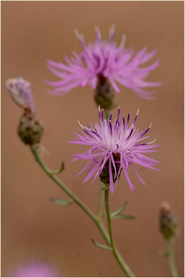 Rispen-Flockenblume (Centaurea stoebe)